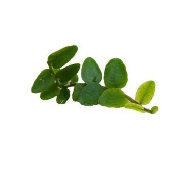 MARCGRAVIA SP. „SURINAME”