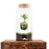 Terariu Kokedama in a Jar